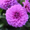 Dahlia Hypnotica Lavender Starter Plant 4-9″ Tall in 4″ Pot – Lavender Flower – Flowering Plant – Ship No Pot