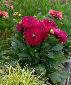 Dahlia Megaboom Raspberry Ice Starter Plant – 4-9″ Tall in 4″ Pot – Bright Blooms – Red Dahlia Live Plant – Ship No Pot