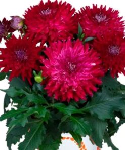 Dahlia Megaboom Raspberry Ice Starter Plant – 4-9″ Tall in 4″ Pot – Bright Blooms – Red Dahlia Live Plant – Ship No Pot