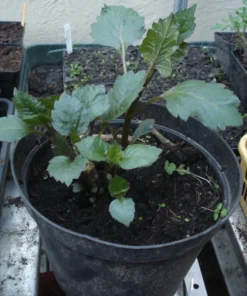 Dahlia Starter Plant 4-9
