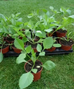 Dahlia Starter Plant 4-9