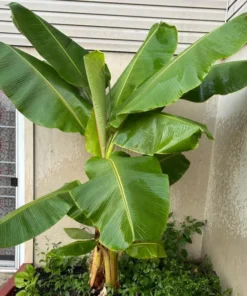 Dwarf Cavendish Bananas - Fresh, Sweet, Ripe, Ready to Eat!