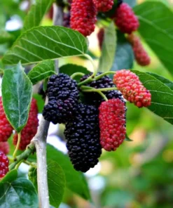 Ever Bearing Mulberry Tree - Half Gallon Pot - Fruit Tree Sapling