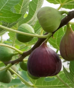 Figs Plant 4 inches pot - Fruit Tree Sapling