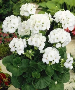 Geranium White Perennial Plant - Cold Hardy, Cut Back, No Pot