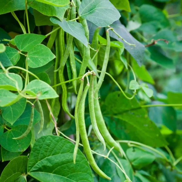 8 Vegetables to Plant in Spring for a Summer Harvest