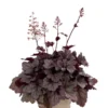 Jersey Heuchera Plant 4-8" Tall in 4" Pot - Ship No Pot, Perennial Foliage
