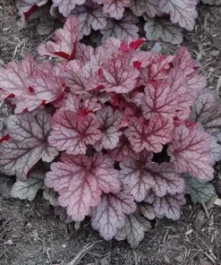 Jersey Heuchera Plant 4-8