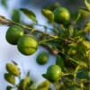 Key Lime Bush - 1 Gallon Potted Plant - Easy to Grow Limes