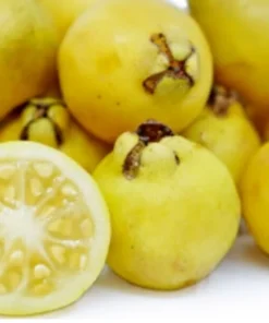 Lemon Guava Plant - Half Gallon Pot - Tropical Fruit Tree