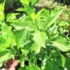 Live Longevity Spinach Plant - Well Rooted Gynura, 8-12 inch Size