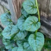 Malabar Spinach Live Plant 8-10 Inch - Organic Pui Saag in Pot