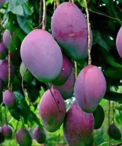 Mango Tree Live Plant 12-16 Inches Tall - One Gallon Pot