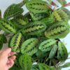 Maranta Prayer Plant Green Cold Hardy – No Pot Cut Back