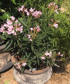 Oleander Dwarf Salmon Plant Starter Compact Salmon Easy Care No Pot