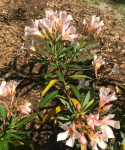 Oleander Dwarf Salmon Plant Starter Compact Salmon Easy Care No Pot