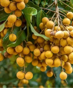 Organic Longan Tree - 7-12 inch Live Edible Fruit Tree - Exotic Tropical Plant