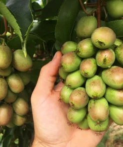 Pack 2 Prolific Kiwi Tree - Hardy Kiwi Prolific Plant-Hardy Kiwi Prolific Plant Pack - 4-6 Inch Starter Tree - Self-Fertile