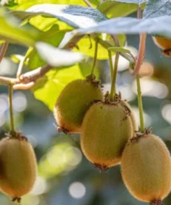 Pack 2 Prolific Kiwi Tree - Hardy Kiwi Prolific Plant-Hardy Kiwi Prolific Plant Pack - 4-6 Inch Starter Tree - Self-Fertile