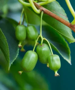 Pack 2 Prolific Kiwi Tree - Hardy Kiwi Prolific Plant-Hardy Kiwi Prolific Plant Pack - 4-6 Inch Starter Tree - Self-Fertile