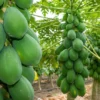 Papaya Plant 14-16in Half Gallon Pot Tropical Fruit Tree