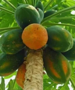 Papaya Plant 14-16in Half Gallon Pot Tropical Fruit Tree