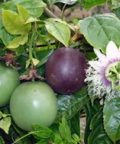 Passion Fruit Tree Live Plant, Purple Possum, 6-8 Inch Tall for Garden