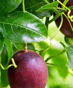 Passion Fruit Tree Live Plant, Purple Possum, 6-8 Inch Tall for Garden