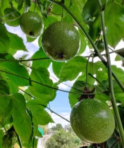 Passion Fruit Tree Live Plant, Purple Possum, 6-8 Inch Tall for Garden