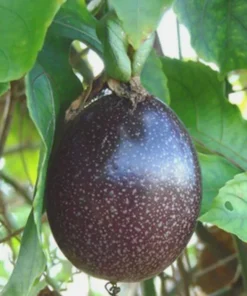 Passion Fruit Tree Live Plant, Purple Possum, 6-8 Inch Tall for Garden