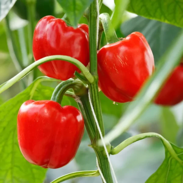 8 Vegetables to Plant in Spring for a Summer Harvest
