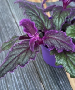 Purple Passion Plant Set of 2 - Gynura Aurantiaca - 2 Inch Pot Indoor Plant