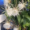 Queen of the Night Cactus – 4in Potted Plant – 4-inch Size – Night Blooming Cereus Epiphyllum