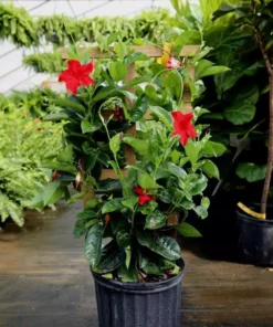 Red Mandevilla Plant Starter 10 in Tall Live Vine No Pot
