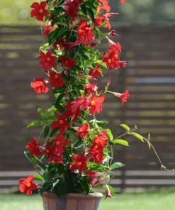 Red Mandevilla Plant Starter 10 in Tall Live Vine No Pot
