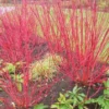 Red Twig Dogwood Shrub - 4 inch Pot - Vibrant Red Branches