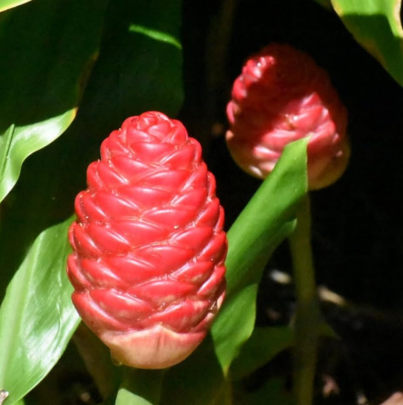 Dahlia Hypnotica Lavender Starter Plant 4-9″ Tall in 4″ Pot – Lavender Flower – Flowering Plant – Ship No Pot