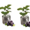 Navaho Thornless Blackberry Plants – Set of 2 – 4-6in Tall – Easy Growing