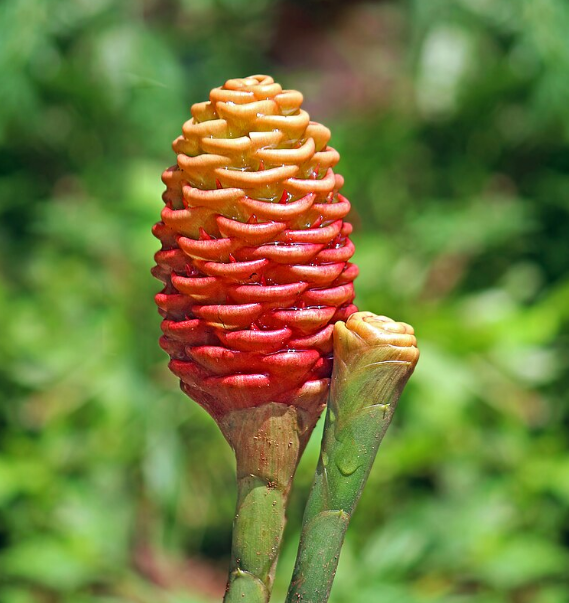 Dahlia Hypnotica Lavender Starter Plant 4-9″ Tall in 4″ Pot – Lavender Flower – Flowering Plant – Ship No Pot