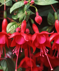 Sweet Banana Pepper Plants Set of 2 – 4-6 Inch Tall – No Pot