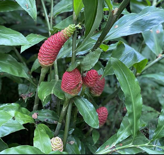 Dahlia Hypnotica Lavender Starter Plant 4-9″ Tall in 4″ Pot – Lavender Flower – Flowering Plant – Ship No Pot