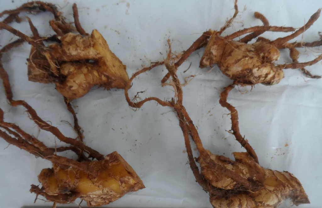 Dahlia Hypnotica Lavender Starter Plant 4-9″ Tall in 4″ Pot – Lavender Flower – Flowering Plant – Ship No Pot