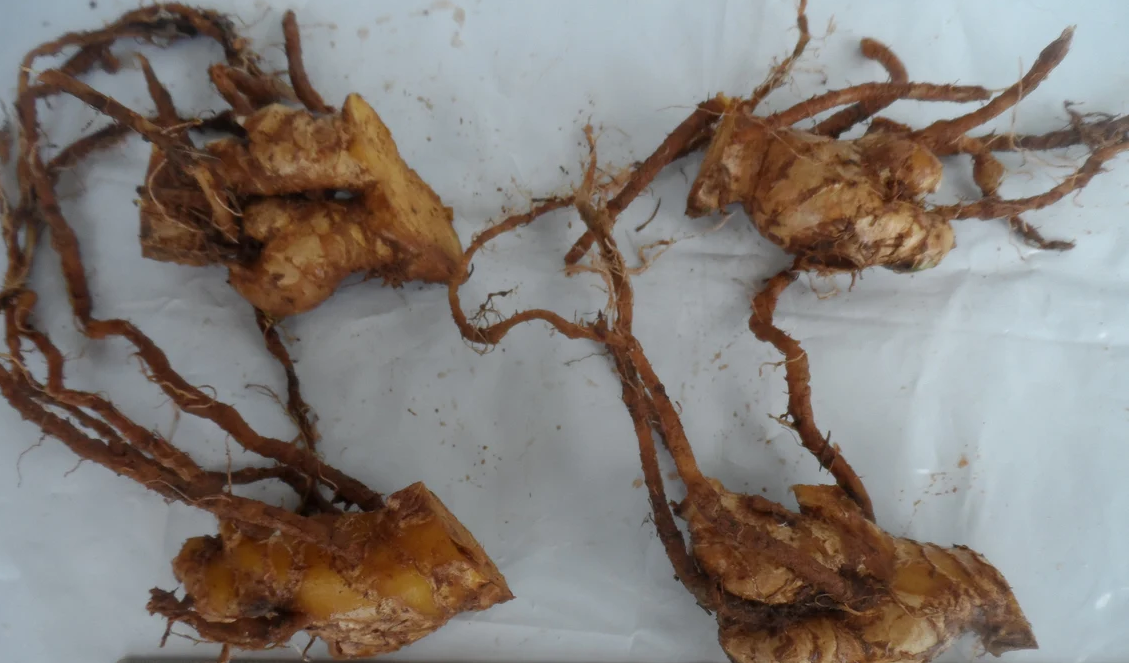 Dahlia Hypnotica Lavender Starter Plant 4-9″ Tall in 4″ Pot – Lavender Flower – Flowering Plant – Ship No Pot