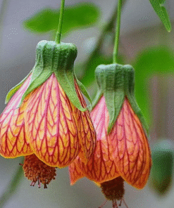 Abutilon Orange Tiger Chinese Lantern Plant – 4″ Live Starter Plant