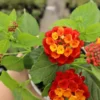 Set of 2 Red Lantana Plants 4-8" Tall, 4" Pot, Ship No Pot, Lantana Live Plant for Planting