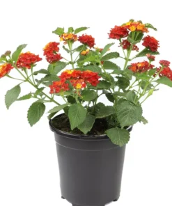 Set of 2 Red Lantana Plants 4-8