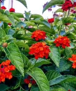 Set of 2 Red Lantana Plants 4-8