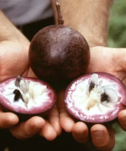 Star Apple Tree - 18-20in Potted Plant - 1 Gallon Size