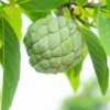 Sugar Apple Tree - 12-14 inch Potted Fruit Tree - Half Gallon Size