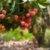 Sweet Lychee Seeds - 15 Rare Big Tropical Fruit Seeds - August 2024 Collection